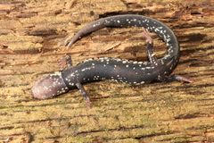 Plethodon kiamichi