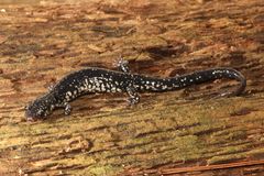 Plethodon kiamichi