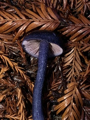 Entoloma subcarneum