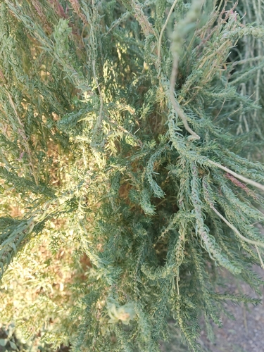 summer-cypress