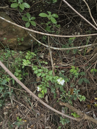 Abelia chinensis (Abelia chinensis)