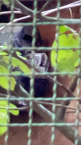 View observation of {o.common_name} on iNaturalist