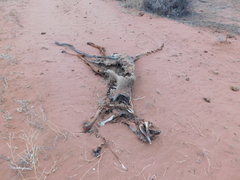 Macropus fuliginosus