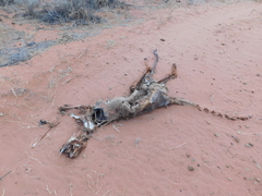 Macropus fuliginosus