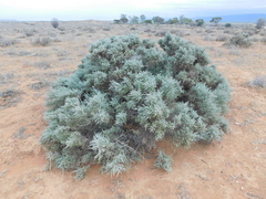 Maireana pyramidata