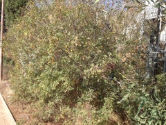 Pistacia terebinthus palaestina