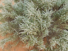 Maireana pyramidata