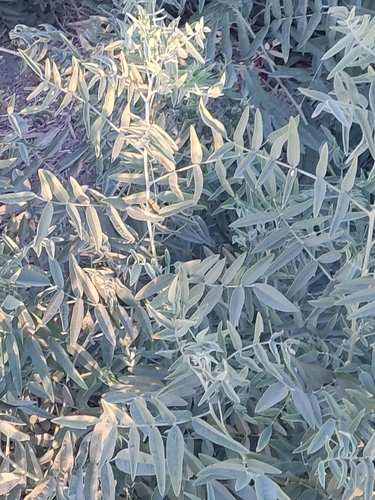 Sophora alopecuroides