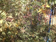 Pistacia terebinthus palaestina