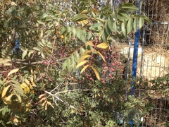 Pistacia terebinthus palaestina