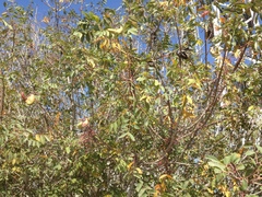 Pistacia terebinthus palaestina