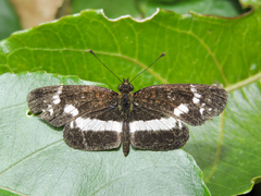 Castilia griseobasalis