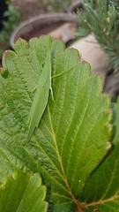 Atractomorpha australis