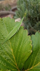 Atractomorpha australis