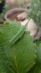 Atractomorpha australis