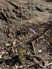 Dieteria asteroides asteroides