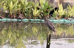 Nycticorax nycticorax