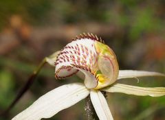 Caladenia hastata