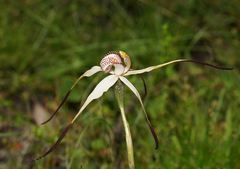 Caladenia hastata