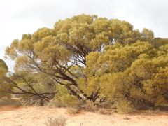 Acacia papyrocarpa