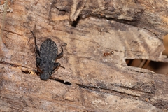 Polypleurus perforatus