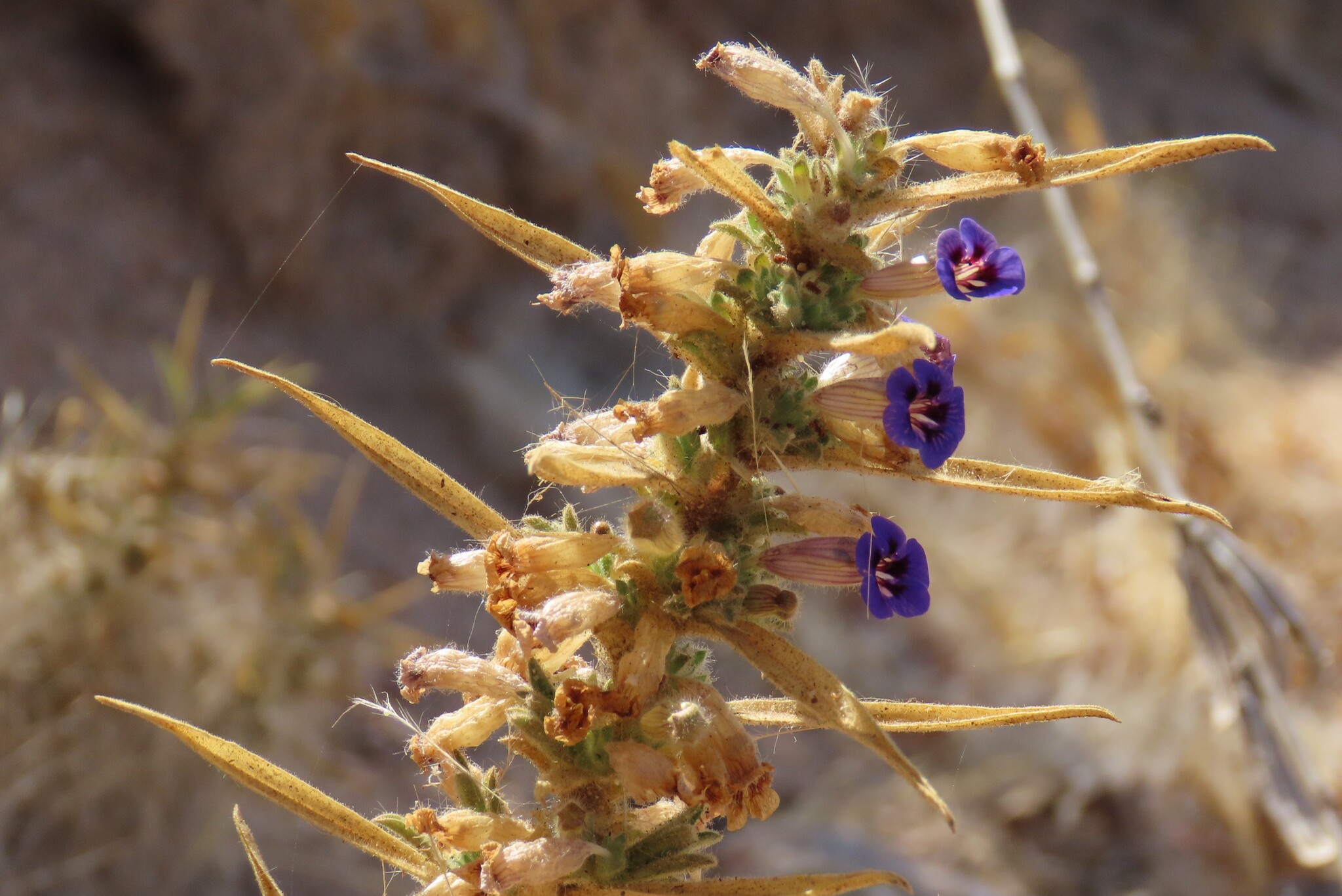 Aptosimum arenarium