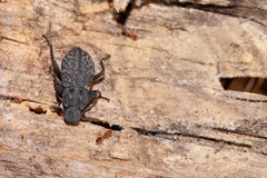 Polypleurus perforatus