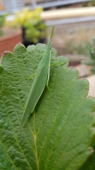 Atractomorpha australis