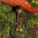 Psilocybe neoxalapensis - Photo (c) Alan Rockefeller, some rights reserved (CC BY), uploaded by Alan Rockefeller