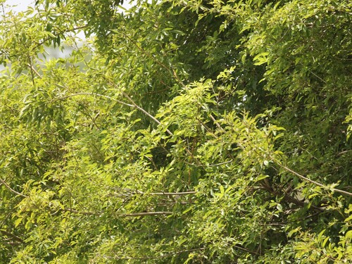 Vitex leucoxylon observed 2025-07-12