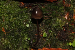 Psilocybe neoxalapensis