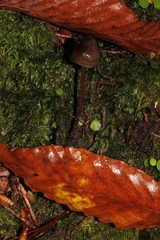 Psilocybe neoxalapensis
