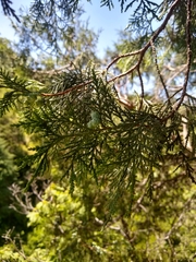 Juniperus flaccida