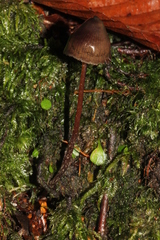 Psilocybe neoxalapensis