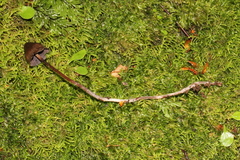 Psilocybe neoxalapensis