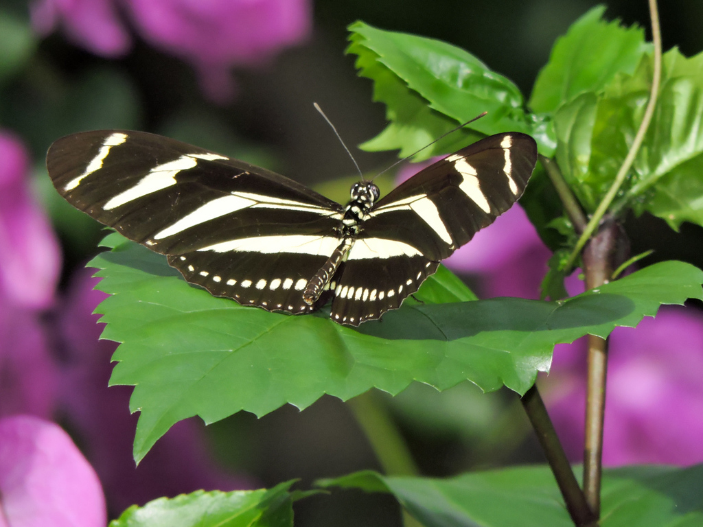 Mariposa cebra de alas largas (Lepidópteros Universidad Tecnológica de ...
