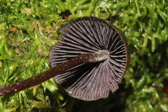 Psilocybe neoxalapensis