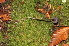 Psilocybe neoxalapensis