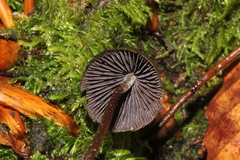 Psilocybe neoxalapensis