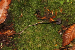 Psilocybe neoxalapensis