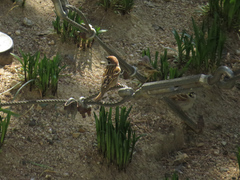 Passer montanus