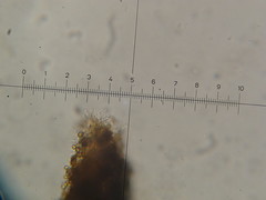 Psilocybe neoxalapensis