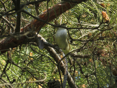 Phylloscopus inornatus