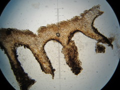 Psilocybe neoxalapensis