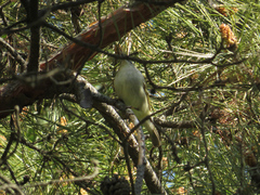 Phylloscopus inornatus