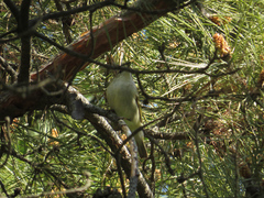 Phylloscopus inornatus