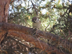 Passer montanus