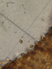 Psilocybe neoxalapensis