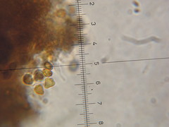 Psilocybe neoxalapensis