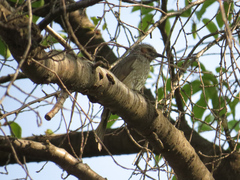 Hypsipetes amaurotis